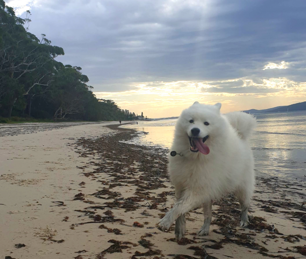BAGNALLS BEACH – “DOGGY HEAVEN” EVERY DAY! -
